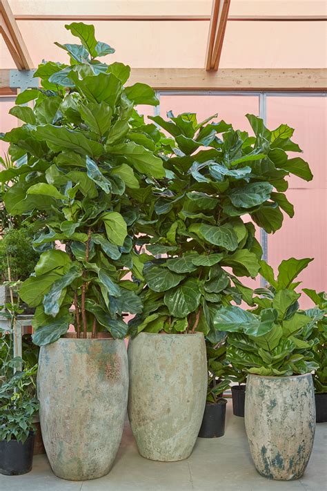 ficus lyrata care